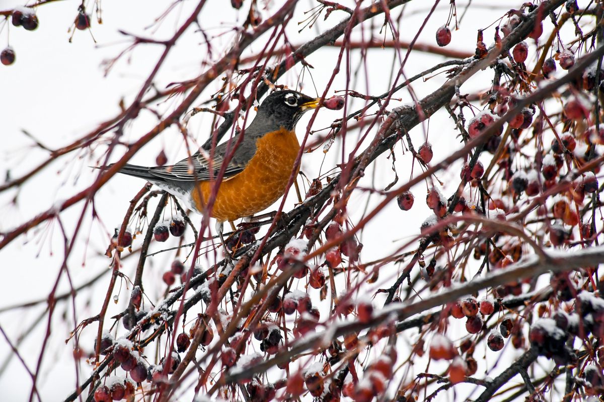 A robin snacks on a red berry during a stop atop a tree on Spokane’s South Hill, Friday, Feb. 15, 2019. (Dan Pelle / The Spokesman-Review)