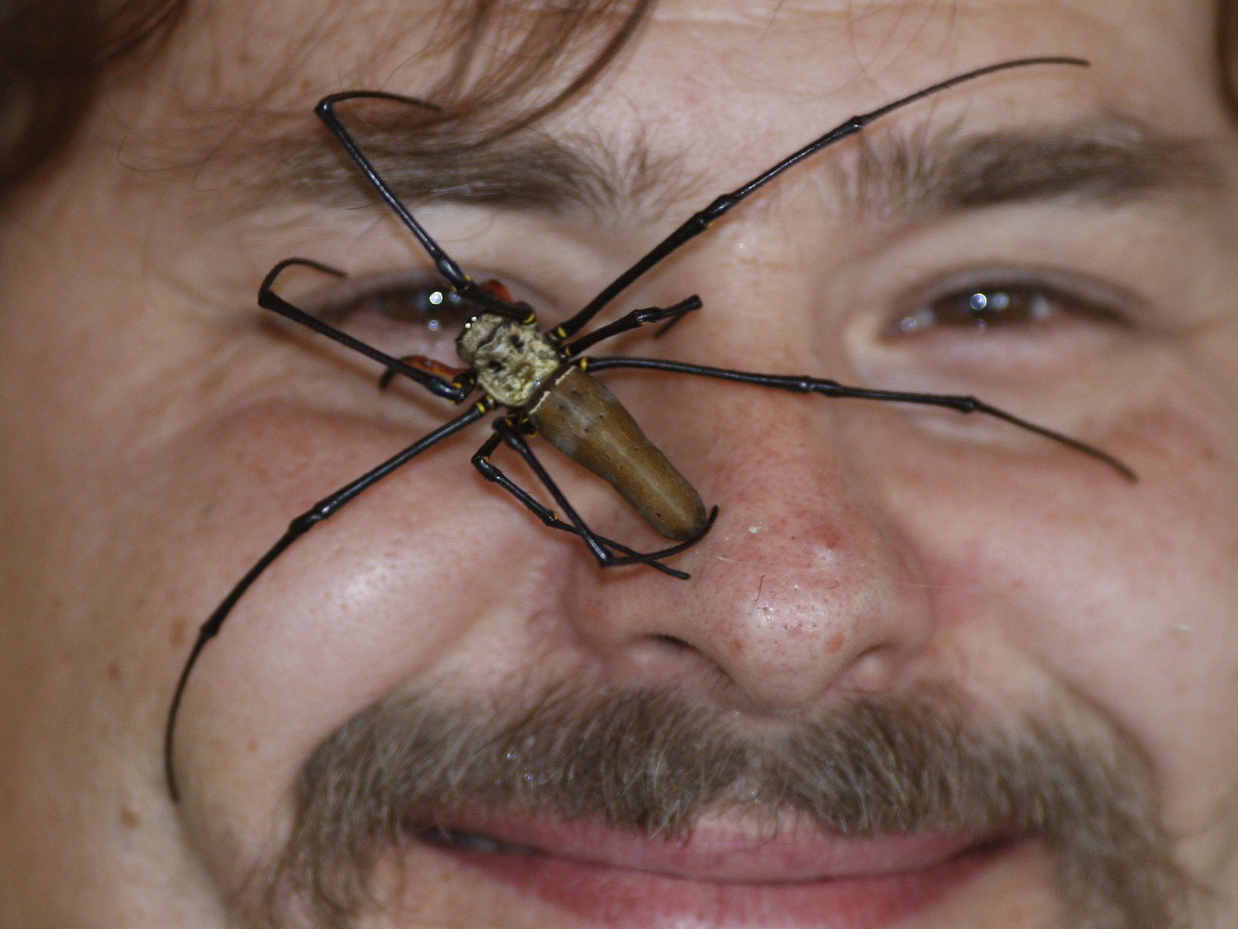 Spiders on big city life, study finds The Spokesman-Review