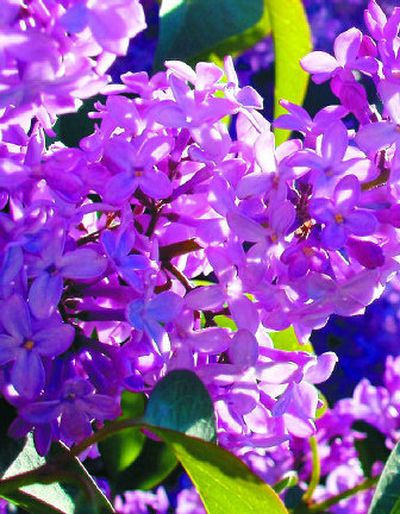 Lilacs can bloom from late May well into June.
(SXC / The Spokesman-Review)