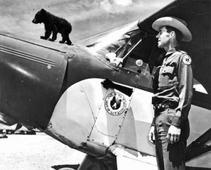 The original Smokey Bear, an orphaned black bear cub was rescued from a forest fire with singed hair and burned feet by firefighters and flown to treatment by New Mexico game officer-pilot Ray Bell in 1950. (U.S. Forest Service)