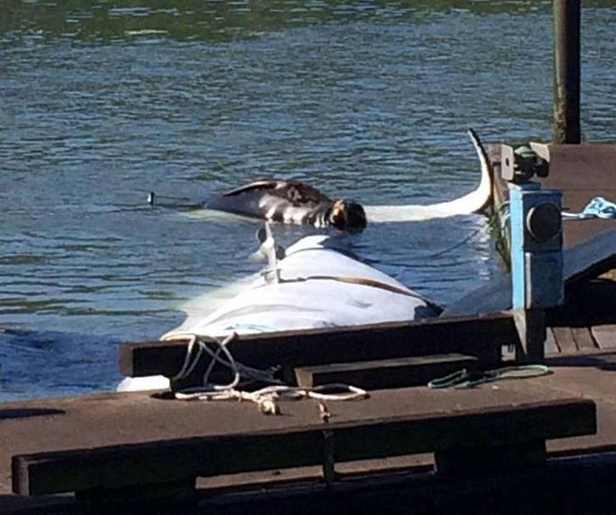 Mission failed: A sea lion hauls out June 5 on a fake orca boat that overturned within hours of being launched near Astoria on June 4 with hopes of scaring sea lions away from the docks. (Tom Severson)