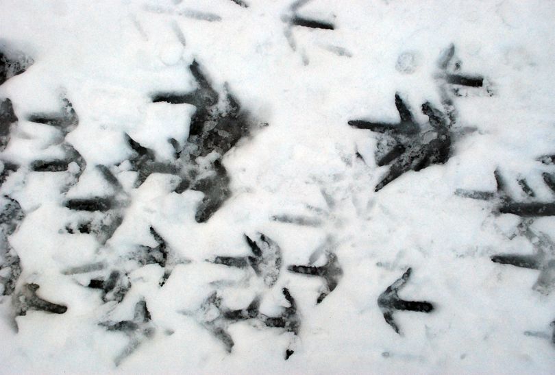 Tracks indicate where an autumn-season hunter might set up to ambush wild turkeys on a flock’s regular feeding route. (Rich Landers)