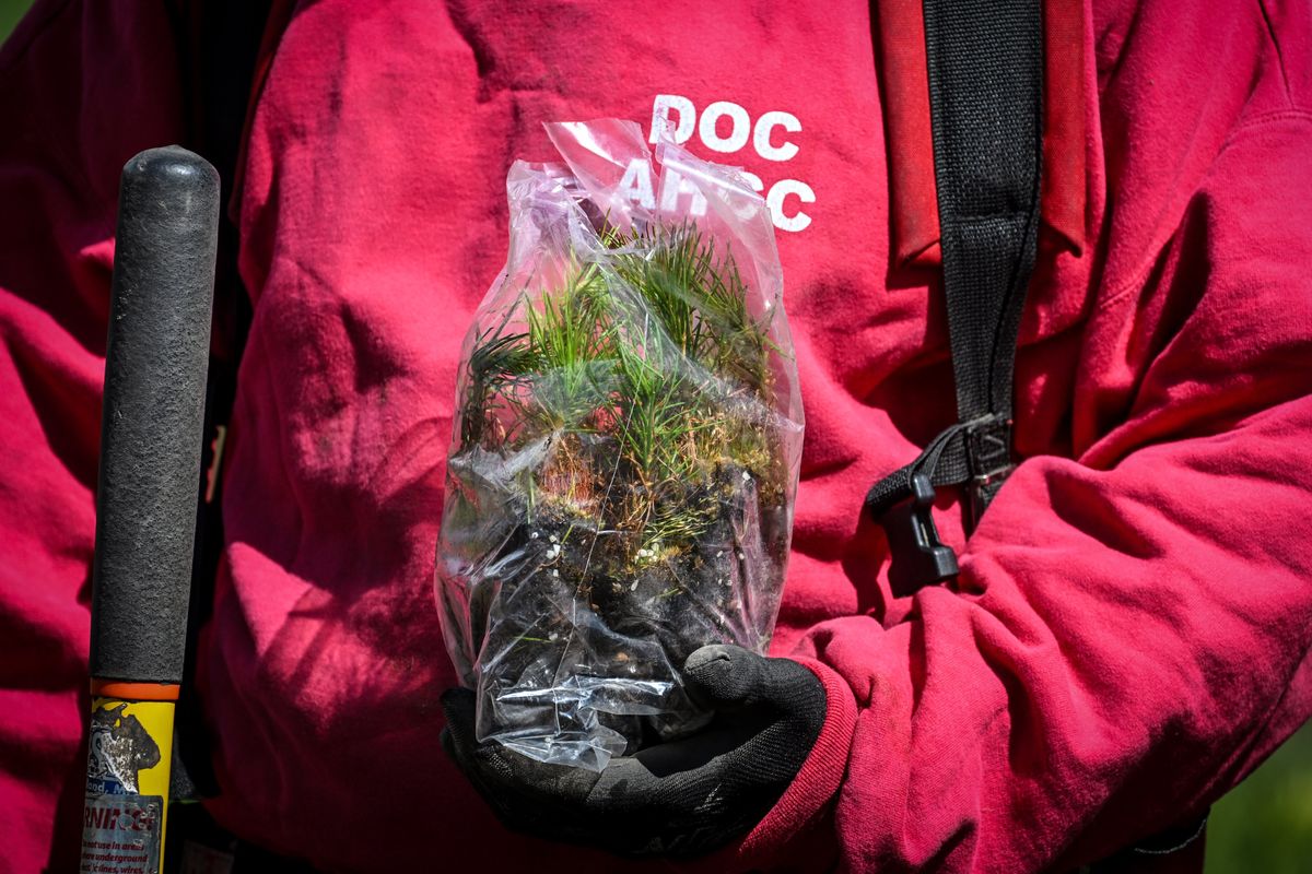 A DOC incarcerated individual holds a bag of tree plugs before planting at a burn area on South Medical Lake Road Thursday.  (DAN PELLE/THE SPOKESMAN-REVIEW)