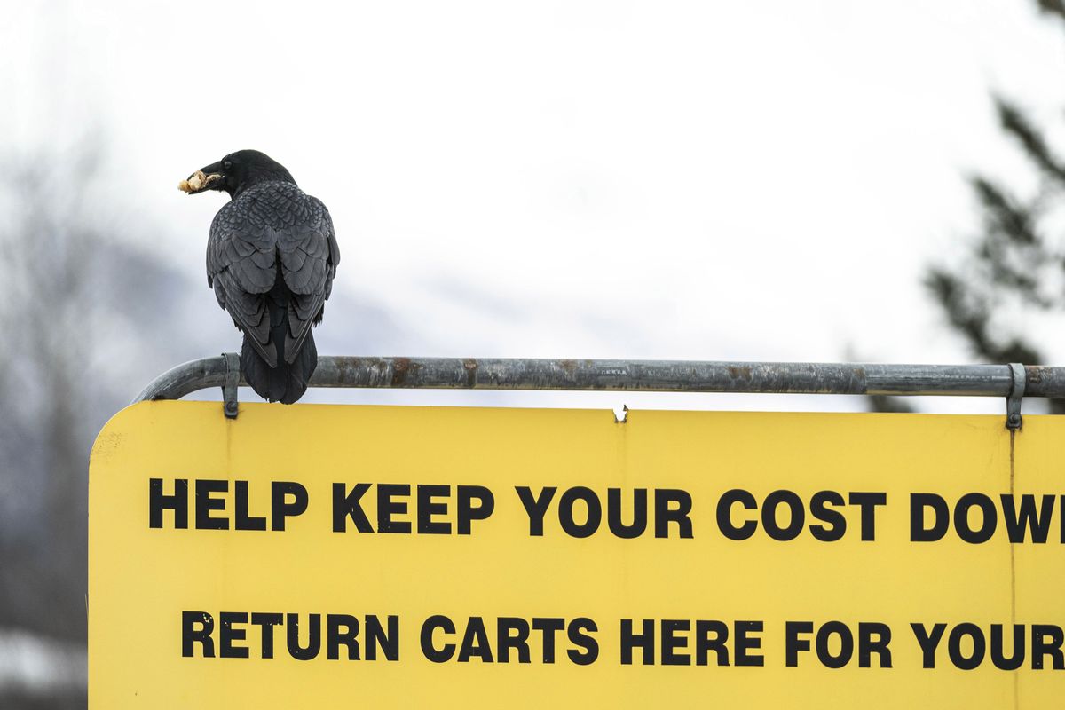 A raven carries food in its beak as it sits atop a sign in a Costco parking lot Wednesday in Anchorage, Alaska.  (Loren Holmes)