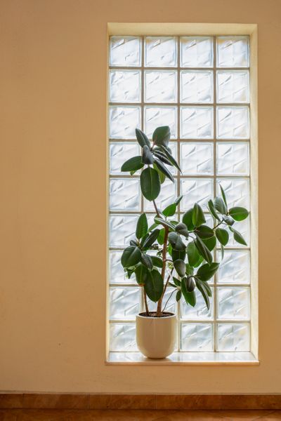 Ficus elastica robusta, (rubber plant) in front of a glass block window.  (puha dorin)