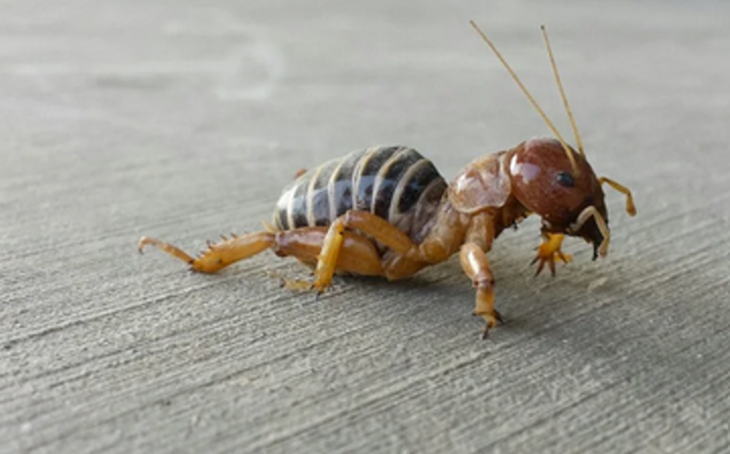Cool Critters: It's not an alien, it's just a Jerusalem cricket