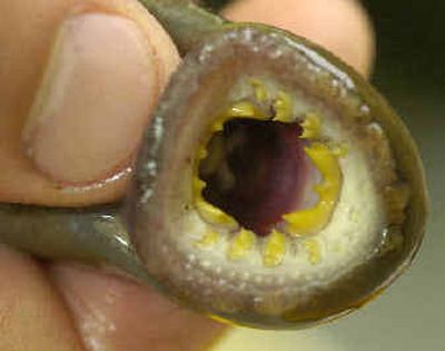 
The sucker mouth of an adult lamprey is shown in this file photo taken near Vancouver, Wash. 
 (File/Associated Press / The Spokesman-Review)