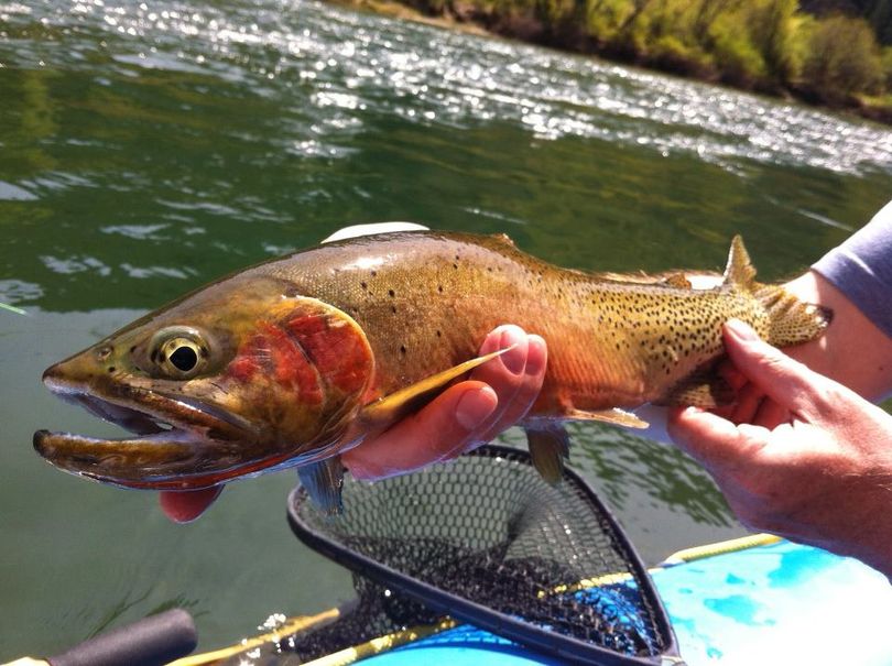 A cutthroat trout taken by a fly fisher on the St. Joe River on May 6, 2012. (Sean Visintainer / Silver Bow Fly Shop)