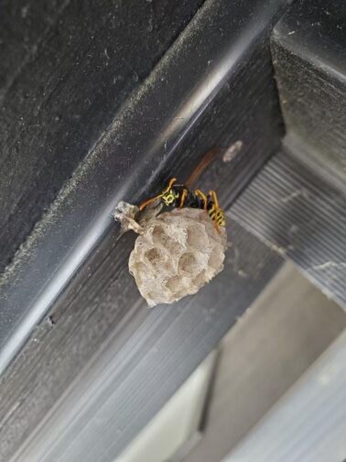 A wasp nest that was recently removed by Forrest Gissel of Pointe Pest Control.  (Forrest Gissel/Pointe Pest Control)