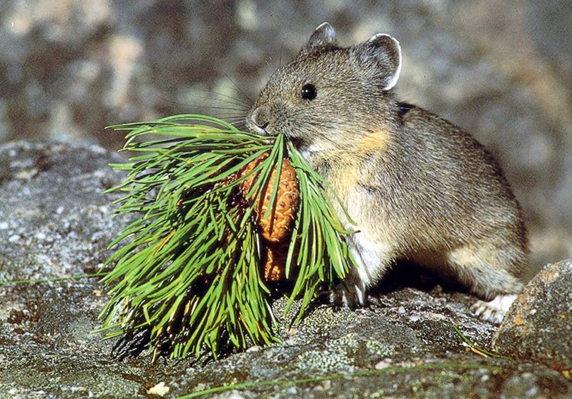 This photo provided by the U.S. Geological Survey shows a mountain-dwelling American pika. (Associated Press)