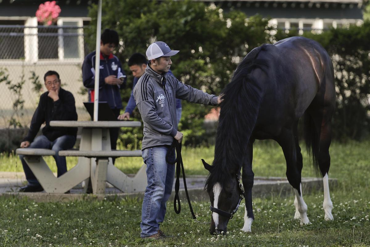 Belmont Stakes hopeful Epicharis grazes outside his barn with assistant trainer Masaaki Minamida at Belmont Park, Thursday, June 8, 2017, in Elmont, N.Y. Epicharis, who is in the field of 12 for the 149th running of the Belmont Stakes horse race on Saturday, did not train Thursday and was treated for lameness. (Julie Jacobson / Associated Press)