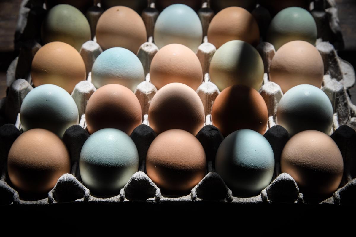 Fresh Ameraucana, Barred Rock and Rhode Island Red eggs on display at Haggerty