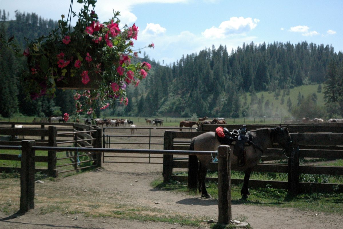 Red Mountain Ranch offers a variety of horses for guests. Horses are trained for at least a year before guests can ride them. They are calm and respond to commands from any age rider. (Mike Brodwater / Awayfinder Correspondent)