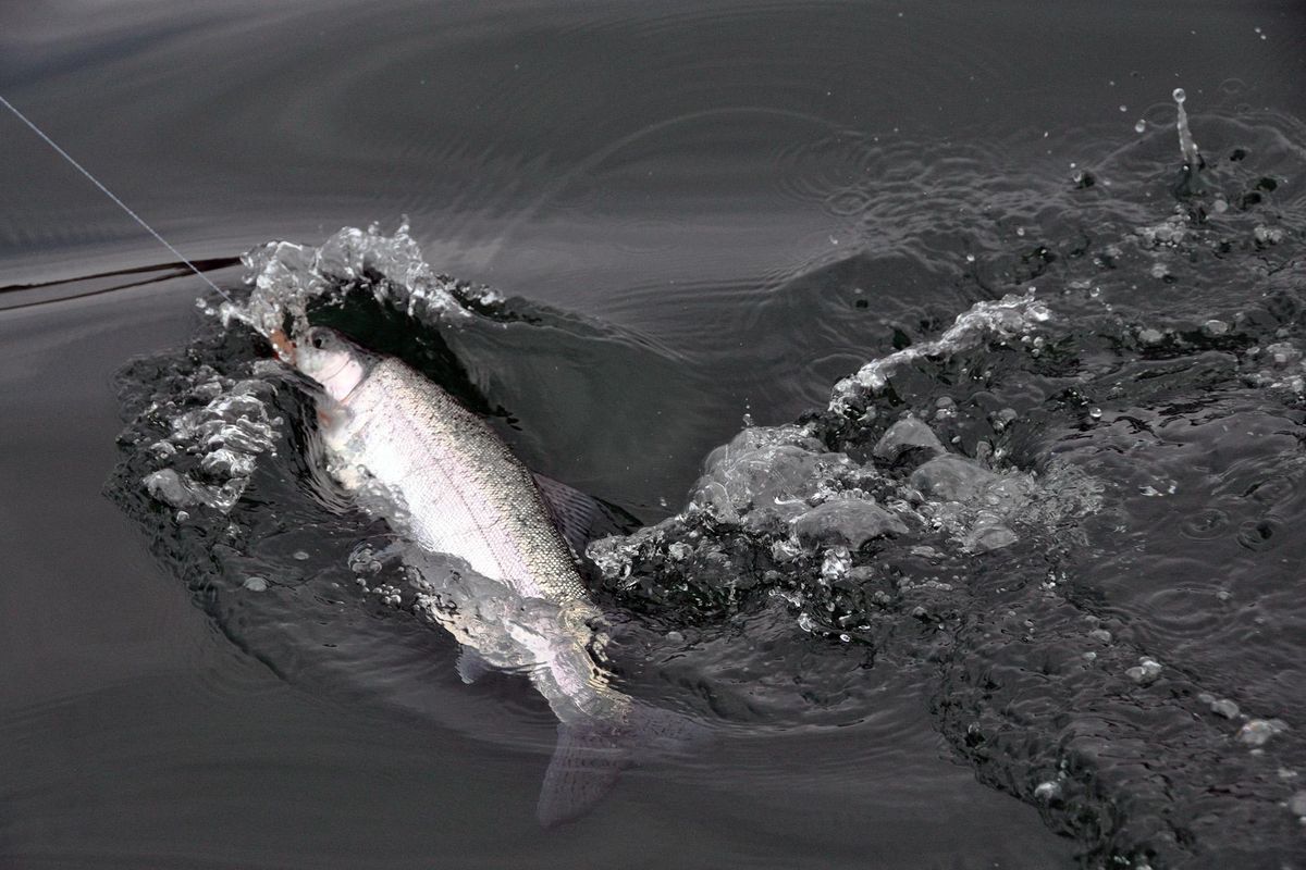 A rainbow trout is reeled in to a boat after being hooked by a fisherman on Lake Roosevelt. (RICH LANDERS richl@spokesman.com)