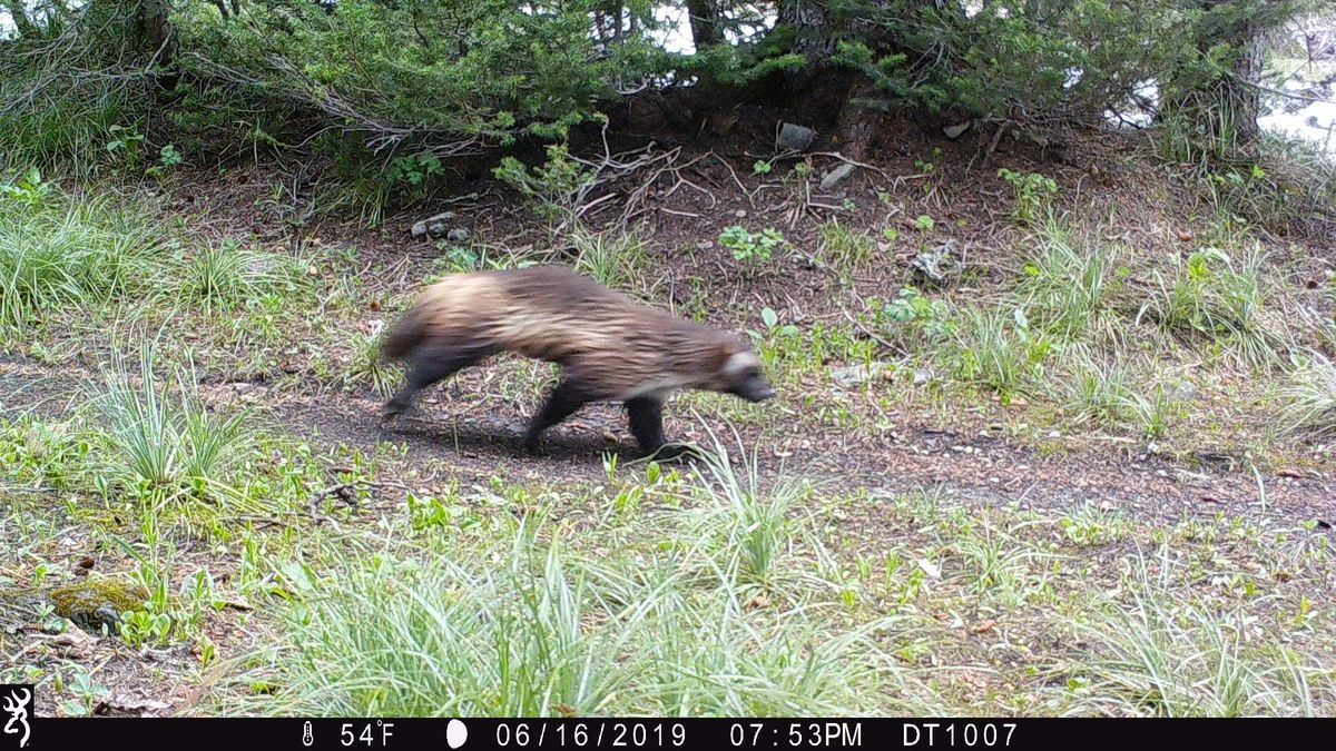 A wolverine captured on a trail camera in Glacier National Park. (Glacier Conservancy)