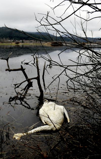 As the swans feed at the marsh, they swallow polluted sediment that can lead to their deaths. (Kathy Plonka / The Spokesman-Review)
