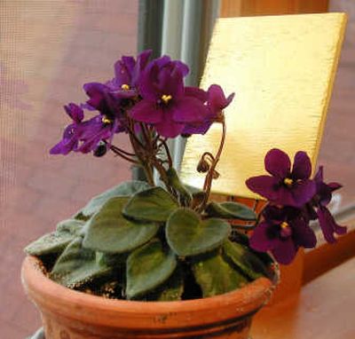 
Whiteflies, visible on the lower leaves, can suck the life out of potted plants.
 (Associated Press / The Spokesman-Review)