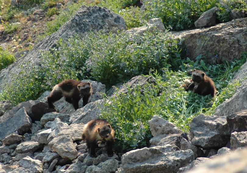 A female wolverine and her cubs are seen in the Gravelly Range of southwest Montana in 2007. The government said Friday that wolverine habitat is threatened by climate change. (Associated Press)