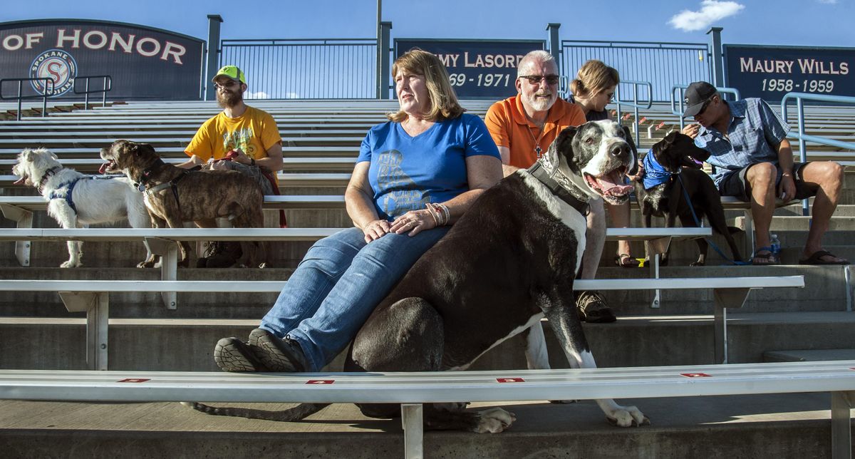 Andi and Steve Scharf, of Chattaroy, brought their 165-pound Great Dane, Phantom, to sit in the left-field bleachers as part of Spokane Indians’ Bark in the Park Night. (Dan Pelle / The Spokesman-Review)