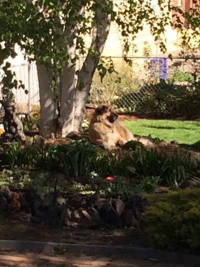 Dog days: Bernadette Powers submitted this photo of her dog, Ducan, with this caption: “This yard is mine. If you didn’t want me to relax among the flowers, you should have planted them somewhere else.” Submit your backyard photos at spokesman.com/ reader-photos.