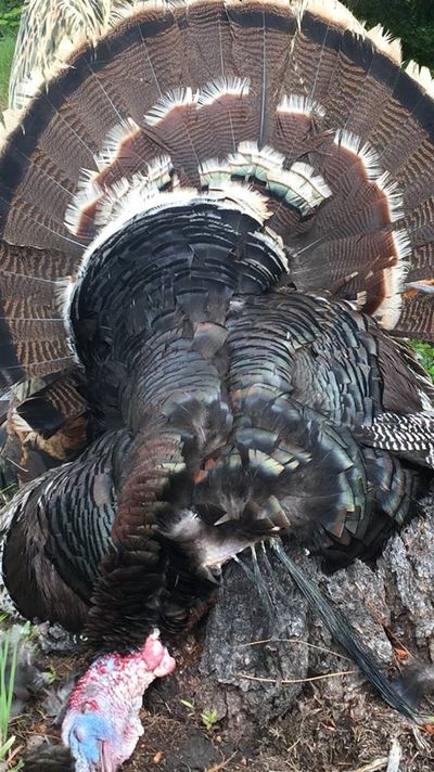 This Stevens County wild turkey tom taken by Thor Ostrom on May 21 during Eastern Washington's spring gobbler season had five beards totaling 30.5 inches. The longest was 10.5 inches. The bird weighed 21 pounds, 4 ounces. (Courtesy)