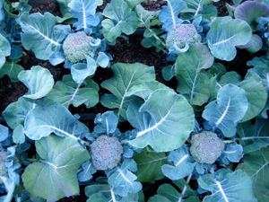 These Munchkin broccoli plants live up to their name with petite, but delicious, heads of broccoli. Special to  (SUSAN MULVIHILL Special to / The Spokesman-Review)