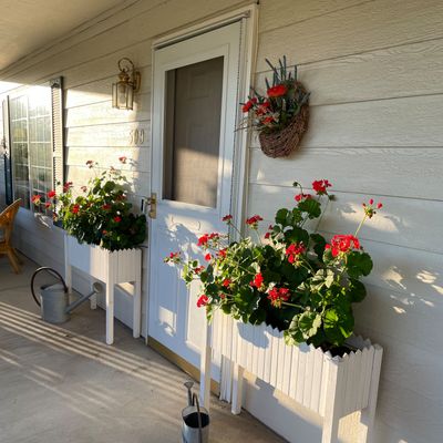 Overwintering annual geraniums is easy and a great way to save money.  (Susan Mulvhill)