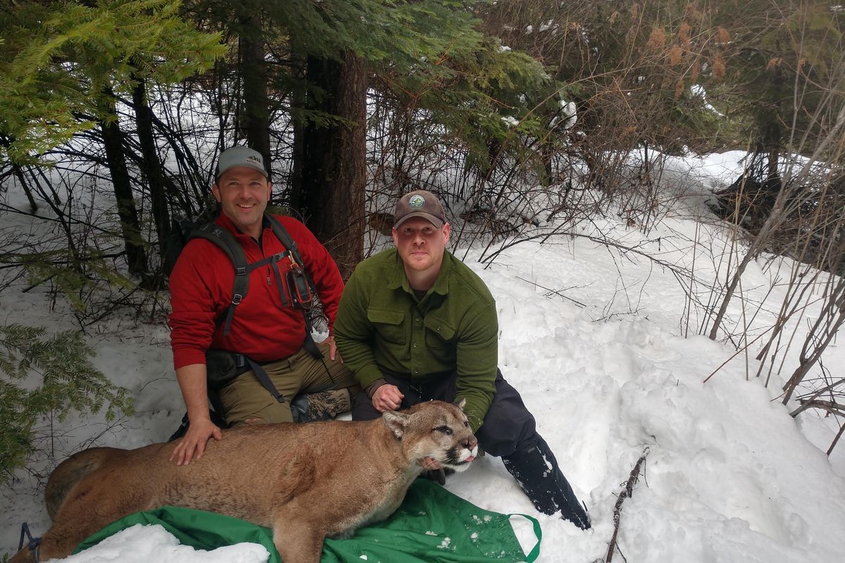 Brian Kertson, right, and Bart George sit next to a 197-pound cougar they caught and collared on Monday, March 5, 2018. Kerston, who is 6-foot-2 and 270, said the tom cat’s forearms made his arms look puny. (Brian Kerston / Courtesy)