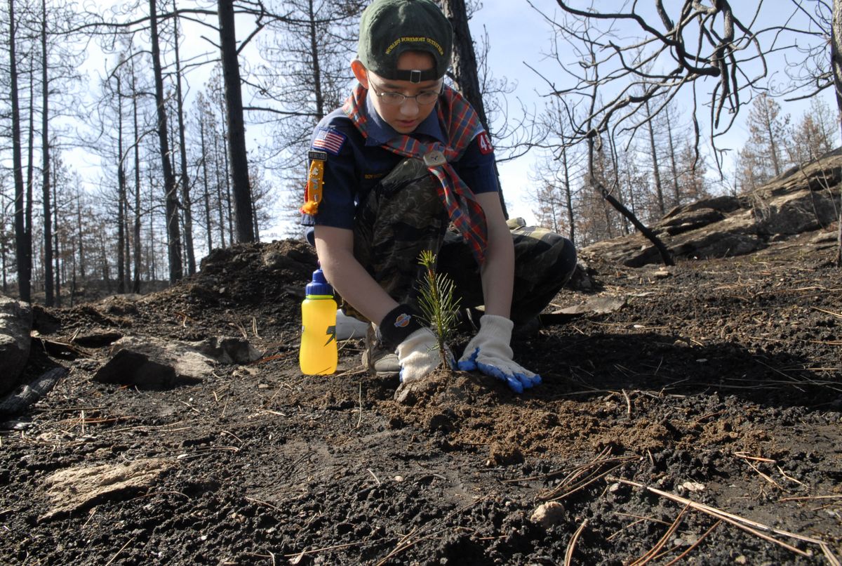 Second-year Cub Scout Webelos Isaac Lamb plants one of 600 ponderosa pine seedlings donated by the Spokane County Conservation District at the Dishman Hills NRCA on Sunday. “I try to find a clear spot next to any dead trees at least 16 feet from any new planted trees,” Isaac said.  (J. BART RAYNIAK / The Spokesman-Review)