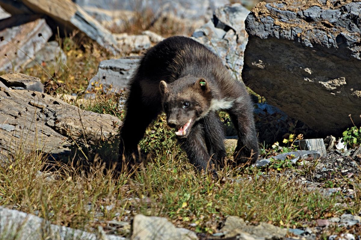 The wolverine, largest member of the weasel family, lives at high elevations, where it relies on deep spring snowpacks to protect its young in reproductive dens. This mother wolverine has been key to research in Glacier National Park. (Photo by Bill Garwood)