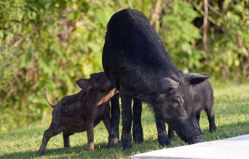 This undated photo provided by the U.S. Department of Agriculture Wildlife Services shows a family of pigs invading the Palmetto State Park's camp grounds in Abbeyville, La. The agency has teamed up with the state of New Mexico and others as part of a $1 million pilot project to eradicate the pigs from New Mexico. Nationally, federal officials say the feral pig population has ballooned to an estimated 5 million. (Richard Nowitz / U.s. Department Of Agriculture Wildlife Services)