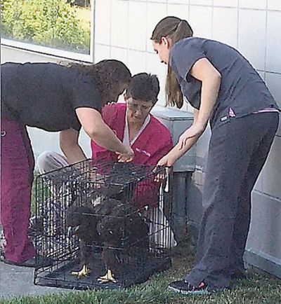 From left, veterinarian technician Nichole Kuchinski, veterinarian Mary Widman and technician Amanda Hall tend to a young bald eagle outside the Idaho Transportation Department in Coeur d'Alene. (Courtesy photo via Coeur d'Alene Press)