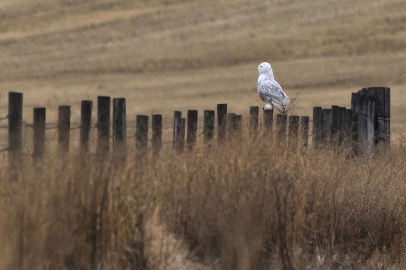 A snowy owl, an arctic bird, showed up in Lincoln County, Washington, on Nov. 25, 2017.  (Craig Goodwin)