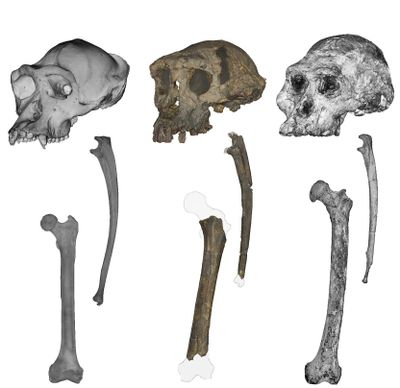 The craniums, ulnae and femurs of a chimpanzee, left, Sahelanthropus and Australopithecus.  (Scott Williams, NYU; Jason Heaton, University of Alabama at Birmingham)