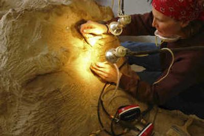 
This   National Geographic Society photo shows a technician  in South Dakota working on  a  fossilized duckbilled hadrosaur. Associated Press photos
 (Associated Press photos / The Spokesman-Review)