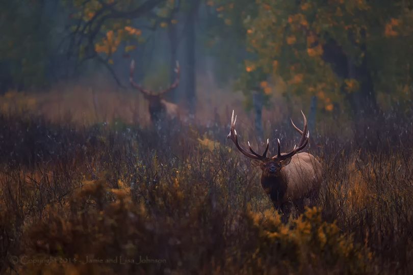 Two big bull elk loom in the gloom of an early October morning. (Jaimie Johnson)