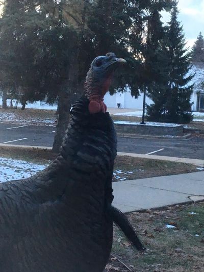 Smoke, a wild turkey, has become the unofficial mayor of the small town Ashwaubenon, Wisconsin, as most in the community enjoy his “goofball” behavior. (Courtesy Tina Meneau via Facebook)