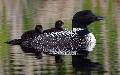 
Chicks ride atop the Ferry Lake male last year. 
 (Photo courtesy of Ginger and Dan Poleschook / The Spokesman-Review)