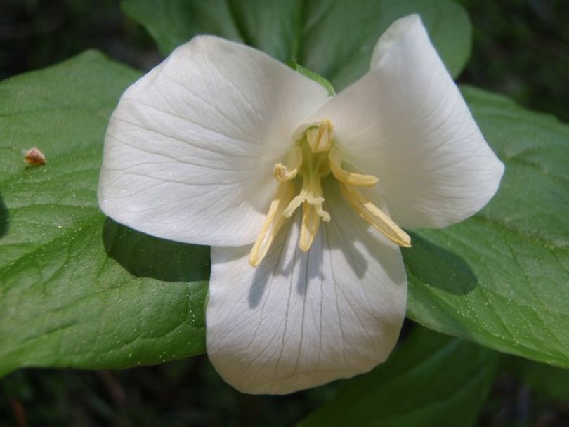Trillium -- would this be a winnner in the Friends of the Scotchman Peaks hiker photo contest? (Deb Hunsicker)