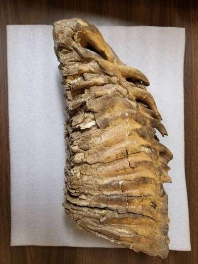 This mammoth molar is one of more than 80,000 artifacts and specimens unearthed from a series of caves west of Idaho Falls. The collection has been donated to the Museum of Idaho. (Museum of Idaho)