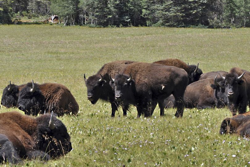 The National Park Service has a plan to thin the bison population around the Grand Canyon and neighboring national forest through roundups and by seeking volunteers who are physically fit and proficient with a gun to kill some of the animals that are damaging park resources. (Kaibab National Forest)