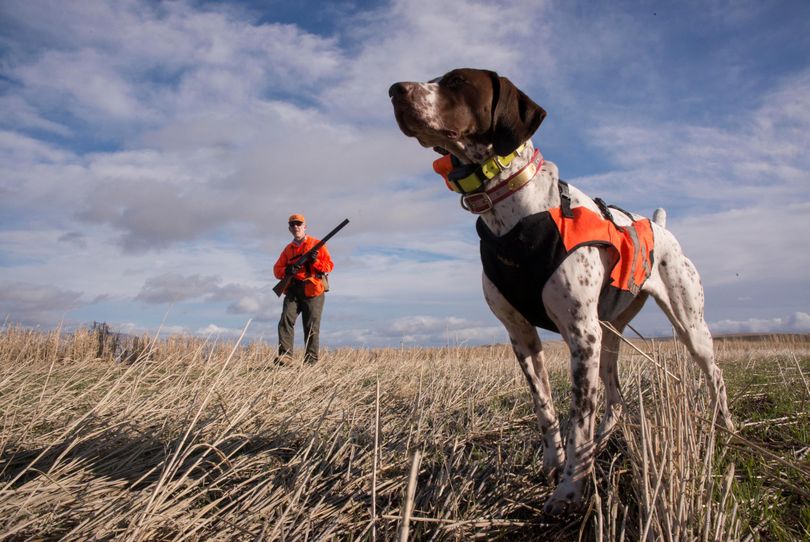 Libby, a German shorthair, points the way to a pheasant for Outdoors editor Rich Landers. (Torsten Kjellstrand)