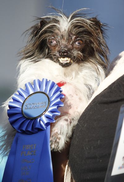 Peanut, a 2-year-old mutt, is held by Holly Chandler after winning the World’s Ugliest Dog Contest, Friday in Petaluma, Calif. (Associated Press)