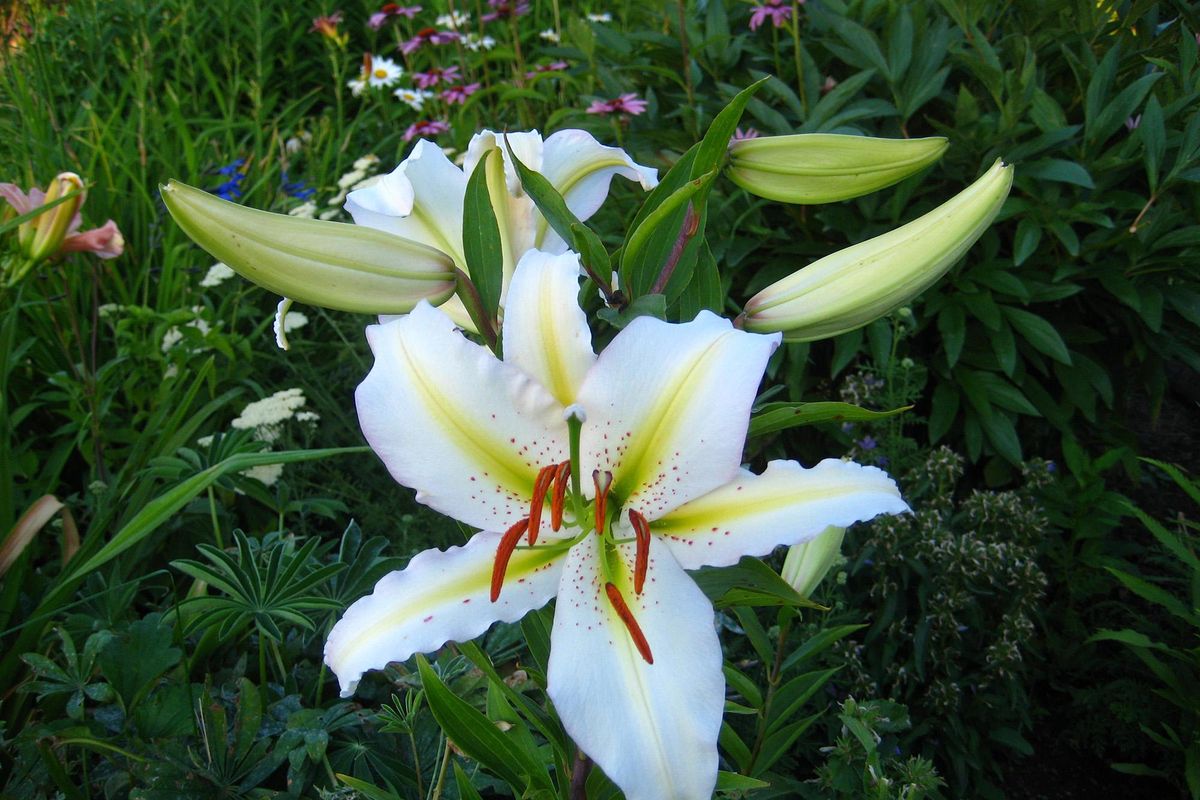 Oriental lily blossoms are stunning and add a spicy, intoxicating fragrance to the garden. (Susan Mulvihill/SPECIAL TO THE SPOKESMAN-REVIEW)
