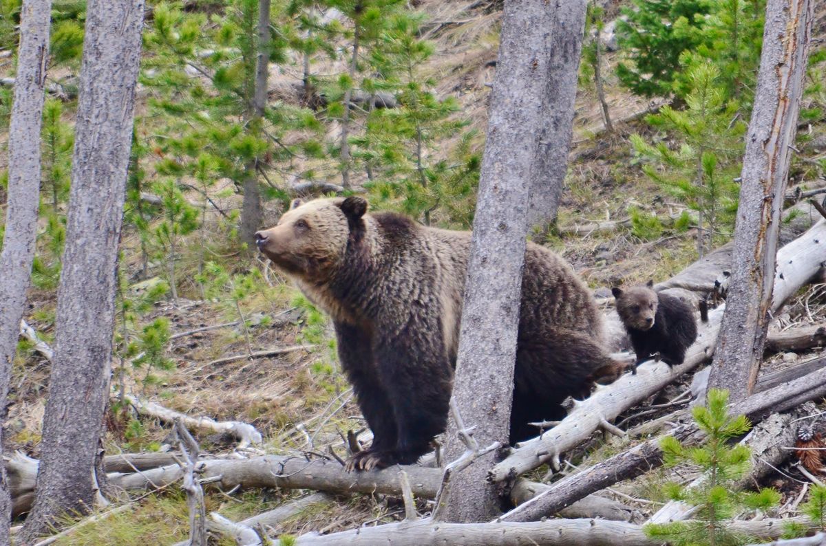 Comment Extended For North Cascades Grizzly Bear Restoration | The ...