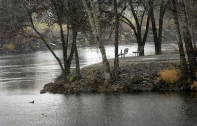 
Ducks navigate a bend in the Spokane River near Gonzaga University. Washington Gov. Gregoire recently approved the Urban Waters Initiative to find the source of toxic chemicals in the river and in Puget Sound. 
 (Holly Pickett / The Spokesman-Review)