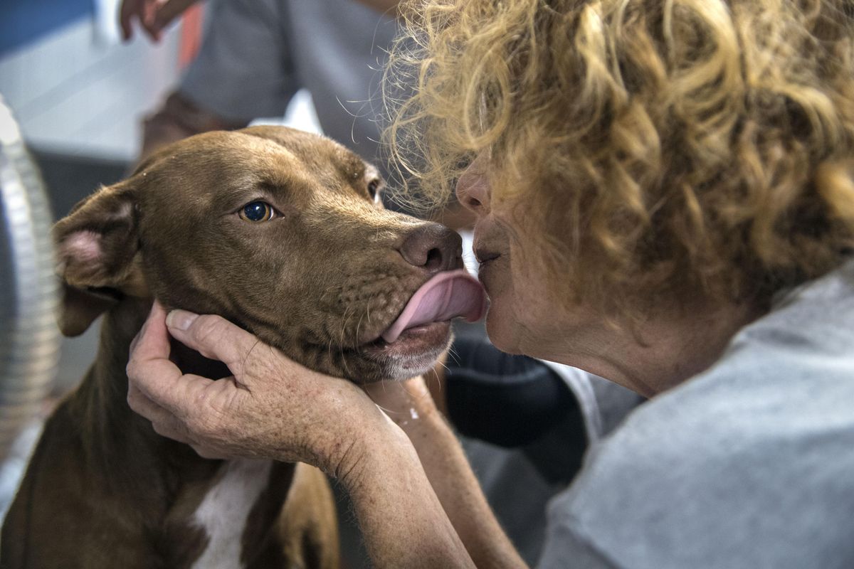 Volunteer Carol Williams gets a smooch from “Samantha” during bathing of 70 dogs, Sunday, Oct. 22, 2017, at the Spokane Humane Society. A dog tested positive for the parvovirus prompting a thorough cleaning of the shelter. (Dan Pelle / The Spokesman-Review)