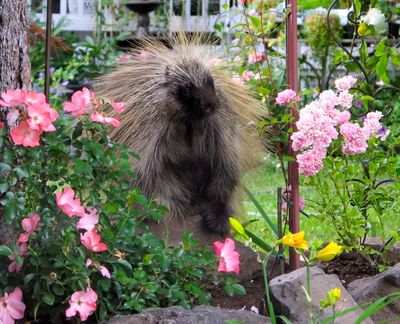 Columnist Cheryl-Anne Millsap was able to catch this porcupine wandering through a Spokane residential neighborhood. (Cheryl-Anne Millsap / Down to EarthNW Correspondent)