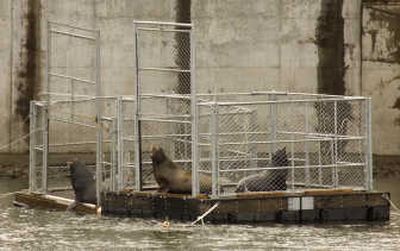 
Several seal lions sit in two traps on the Columbia River near Bonneville Dam shortly before the doors are closed, trapping them for removal  on April 24. Six sea lions were found shot to death in the traps Sunday.
 (The Spokesman-Review)