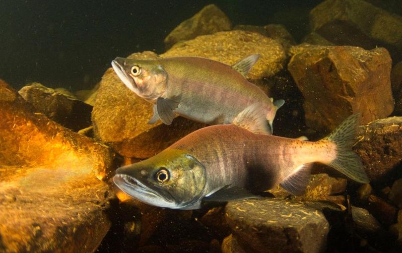 Kokanee stage to spawn in November in the Wolf Lodge Bay area of Lake Coeur d'Alene near Higgens Point boat ramp. (Inland Northwest Divers)
